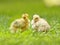 two yellow chicken, young chicken, broilers