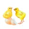 Two yellow chickens, egg and egg shell, drawn watercolor