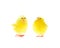 Two Yellow Chicks Isolated