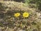 Two yellow coltsfoot flowers in spring