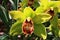 Two yellow Cymbidium boat orchid flowers with patchy red to yelow lip petal