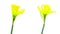 Two yellow daffodil flowers blooming timelapse