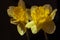 Two yellow daffodils closeup in darkness and light filtered. Two isolated blooming narcissus filter. Bright spring flowers toned.