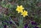 Two yellow daffodils with purple pansies in the background in Dallas, Texas.