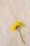 Two Yellow Daisy like flowers with crossed stems on aged parchment paper with copy space