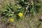 Two Yellow Dandelion Flowers with Green Grass Around Them, High Angle View