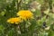 Two yellow dandelion flowers, Taraxacum officinale, lions tooth or clockflower, close-up blooming on a natural green background,