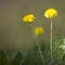 Two yellow dandelions against green background