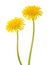 Two yellow dandelions isolated on a white background