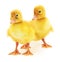 Two yellow ducklings.