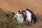 Two Yellow Eyed Penguins kissing