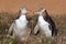 Two Yellow Eyed Penguins looking at eachother