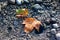 Two yellow fallen down leaves maple