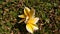 two yellow flowers that fell on the front garden lawn