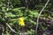 Two yellow flowers of a perennial herb Yastrebinka