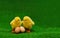 Two yellow fluffy artificial chicken toy with beige eggs sits on the green grass. Copyspace. Easter concept