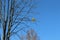 Two yellow-gold balls entangled in the branches of a tree. They look beautiful against a bright blue spring sky.