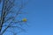 Two yellow-gold balls entangled in the branches of a tree. They look beautiful against a bright blue spring sky.