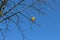 Two yellow-gold balls entangled in the branches of a tree. They look beautiful against a bright blue spring sky.