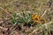 Two yellow grasshoppers are in the grass