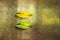 Two yellow and green leave with reflection golden luxury wall background