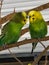 Two yellow and green parakeets perched on branch