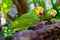 Two yellow headed parrots perched on a tree