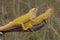 Two yellow iguanas are sunbathing on dry tree trunks.