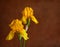 Two yellow irises