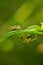 Two yellow jumping spiders romancing on leaf and ready to fight. Close up of spider fighting . Couple of yellow spider ready to