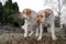 Two yellow labrador retriever dogs stand on their feet