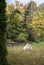 Two yellow Labradors in the autumn garden