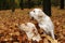 Two yellow labradors in the park in autumn leaves