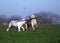 Two yellow labradors playing in the field