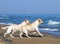 Two yellow labradors running to the sea