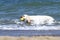 Two yellow labradors swimming in the sea with toys