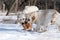 Two yellow labradors in winter in snow with a toy