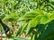 Two yellow ladybirds with12 black spots on their wing cases mating on green leaves surrounded with green vegetation