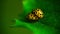 Two yellow ladybugs mating on green leaf.