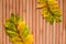 Two yellow leaves of mountain ash on brown wooden surface. Minimalistic autumn background for seasonal layouts with space for text