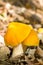 Two Yellow Mushroom Forest On A Sunny Clearing Among The Fallen Leaves On Natural Background In Natural Habitat