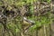 Two yellow neck turtles on a tree trunk in a pond