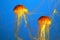 Two yellow-orange jellyfish