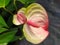 Two yellow and pink Anthurium flowers in the middle of leaves. Dos flores Anturianas amarillas y rosadas en el medio de hojas