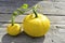 Two yellow pumpkins big and small on a tree background