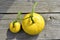 Two yellow pumpkins big and small on a tree background