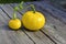 Two yellow pumpkins big and small on a tree background