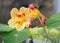 Two yellow and red nasturtiums in close up in a garden in autumn