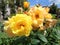 Two yellow rose with bud the street, close-up.