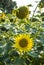 Two yellow sunflowers in bright sun light.